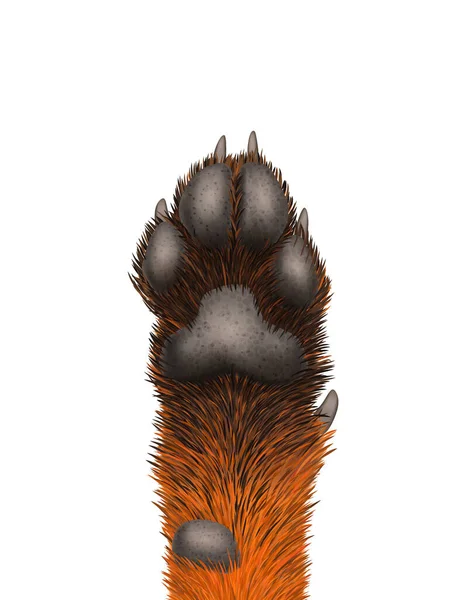 Εικονίδιο Fox Paw — Διανυσματικό Αρχείο