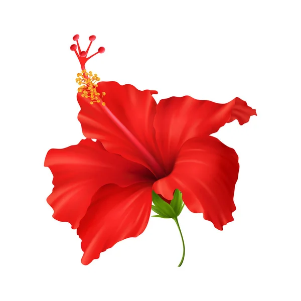 Flor de Hibiscus Ilustración realista — Archivo Imágenes Vectoriales