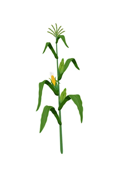 Кукурузный урожай — стоковый вектор