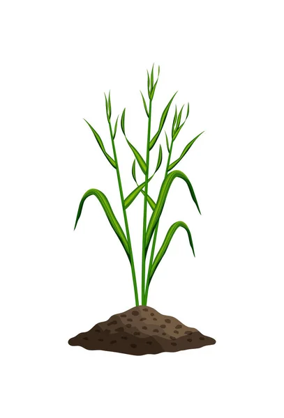 Ícone de crescimento de trigo — Vetor de Stock