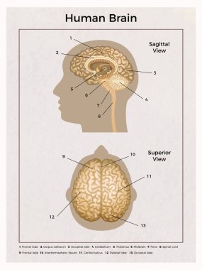 İnsan Beyin Anatomisi Bileşimi