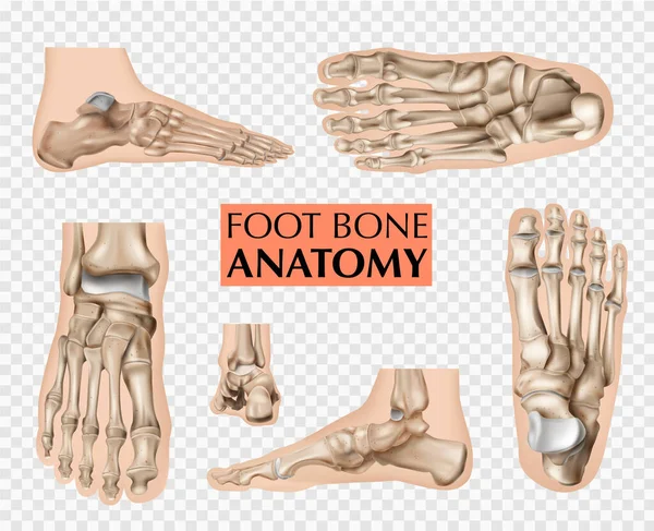 Anatomie des Fußknochens Set — Stockvektor