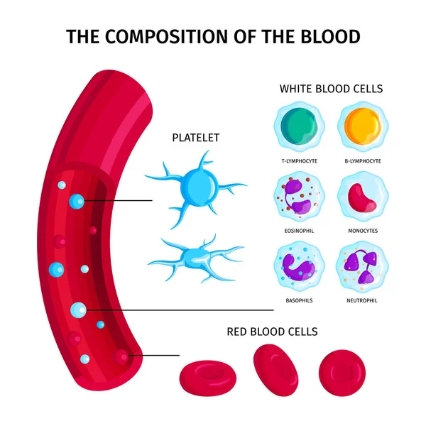Zusammensetzung der Blut-Infografiken — Stockvektor