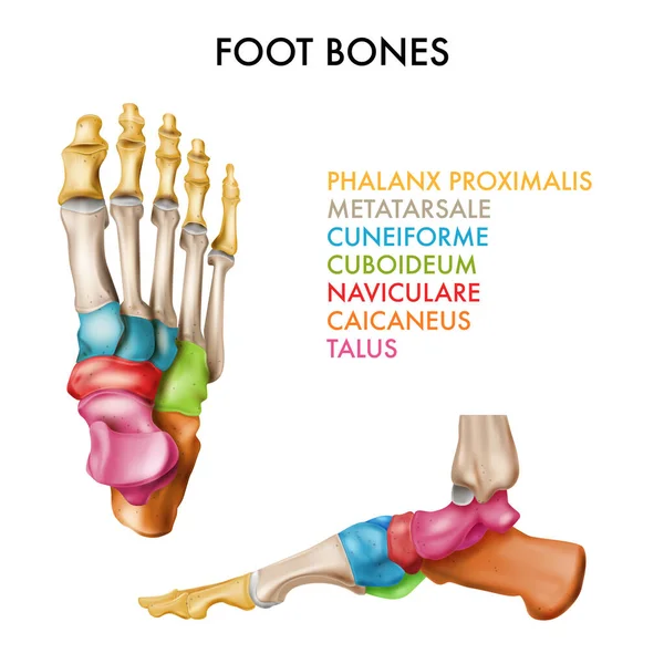 발 뼈의 확대 된 묘사 — 스톡 벡터