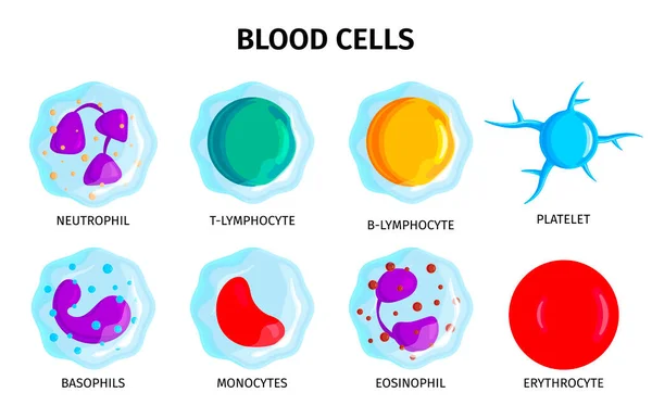 Conjunto de células sanguíneas — Vetor de Stock