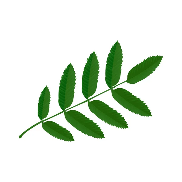 Ikona Ash Leaf — Stockový vektor