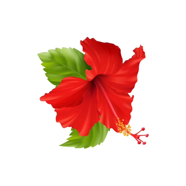 Ralistisk hibiskus blommig sammansättning — Stock vektor