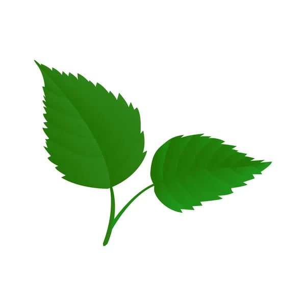 Illustration de feuilles de bouleau — Image vectorielle
