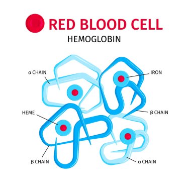 Kan Hücreleri Hemoglobin Bilgileri