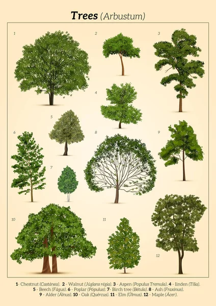 Realistiska träd affisch sammansättning — Stock vektor