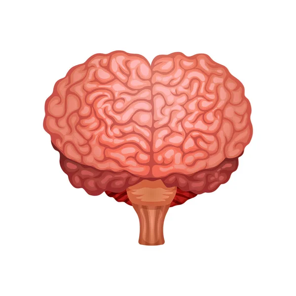 Illustration zur Anatomie des Gehirns — Stockvektor