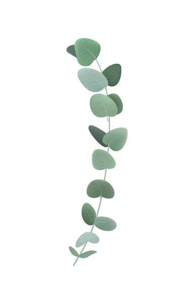 Eucalyptus Tak Illustratie — Stockvector