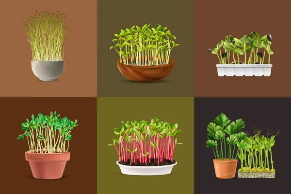 Nutrição saudável Microgreens Square Set — Vetor de Stock