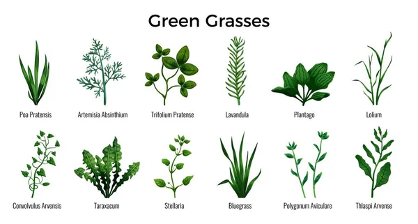 Green Grasses Set — Stock Vector