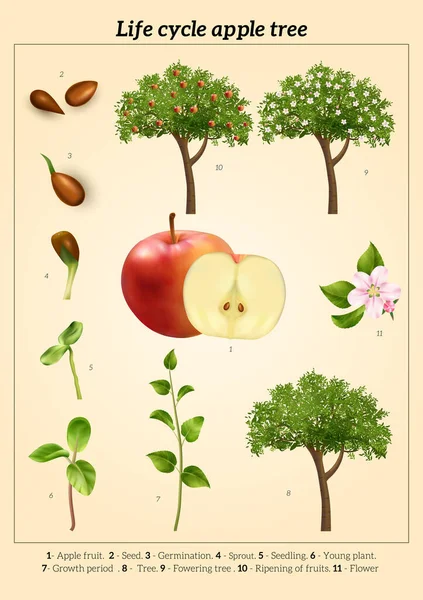 Cartel vintage del ciclo de vida de Apple — Vector de stock