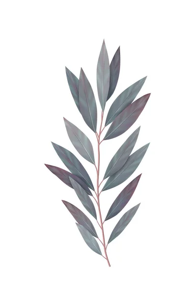 Realistisk Eucalyptus Illustration — Stock vektor