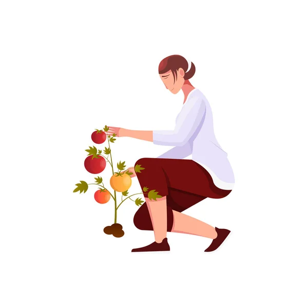 Mulher colhendo frutas Composição —  Vetores de Stock