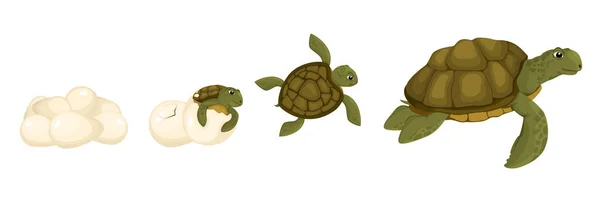 Conjunto de ciclo de vida de tortuga — Vector de stock