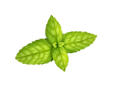 Green Leaves Herbs Composition