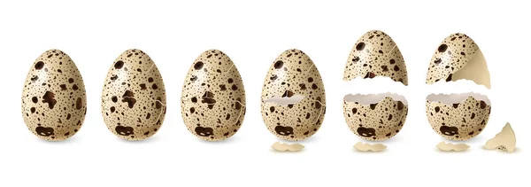 Conjunto de ovos de codorna — Vetor de Stock