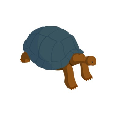 Hayvanat bahçesi kaplumbağası Isometric bileşimi