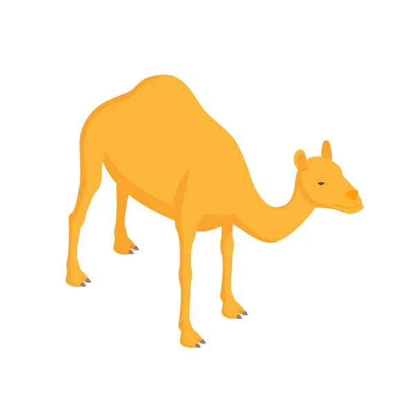 Zoo Camel Isometrische samenstelling — Stockvector