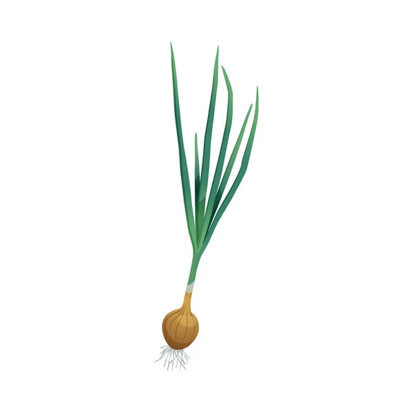 Fresh Onion Food Composition - Stok Vektor
