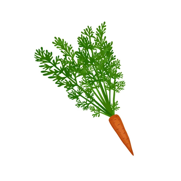 Carrot Fresh Food Composition - Stok Vektor
