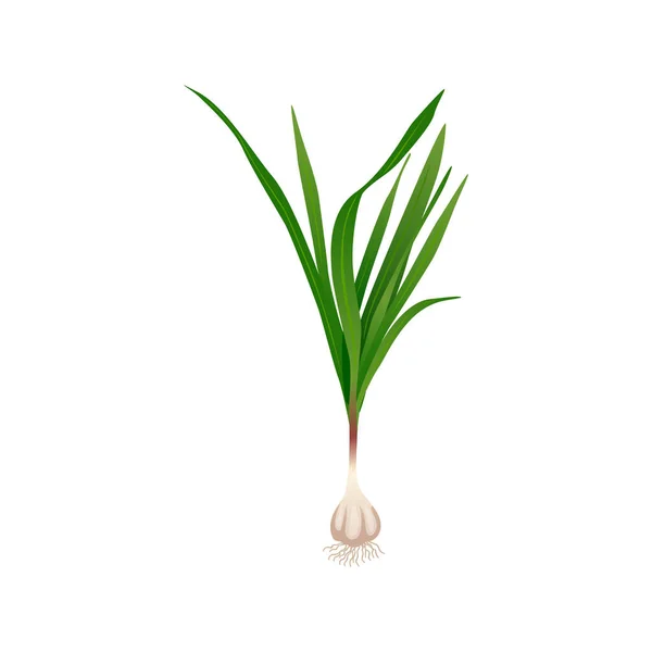 Garlic Plant Food Composition - Stok Vektor