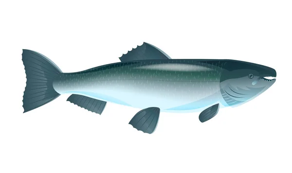 Illustrazione del salmone siberiano — Vettoriale Stock