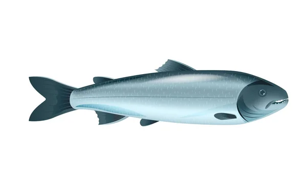 Poisson de saumon plat — Image vectorielle