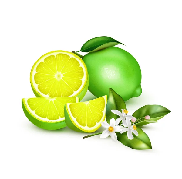 Limone Lime Composizione realistica — Vettoriale Stock