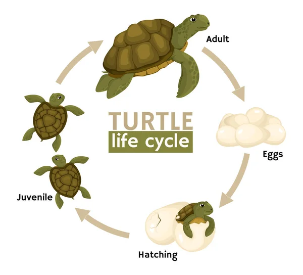 Composition du cycle de vie des tortues — Image vectorielle