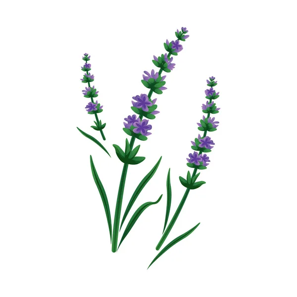 Ícone de flor de lavanda — Vetor de Stock