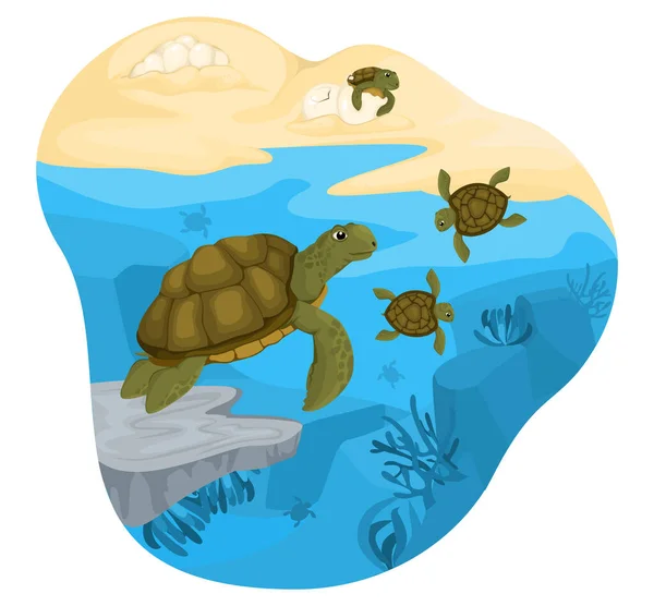 Turtle Life Cycle Composition — Vector de stoc