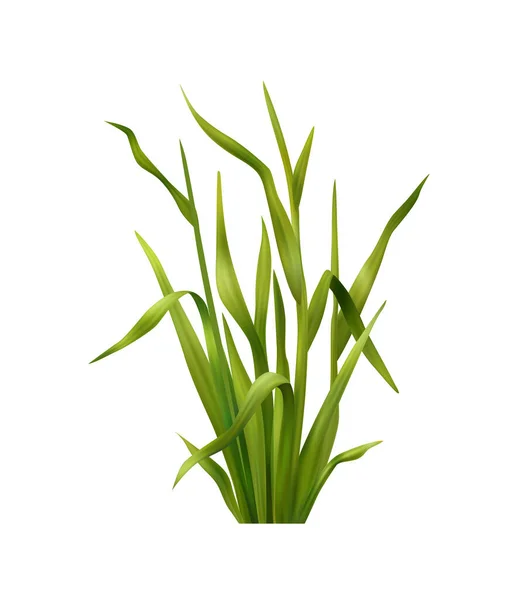 Groen gras Illustratie — Stockvector