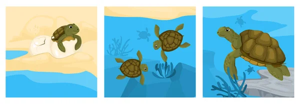 Concepto de diseño de ciclo de tortuga — Vector de stock