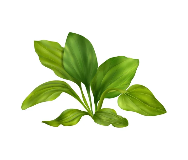 Illustration réaliste plantain — Image vectorielle