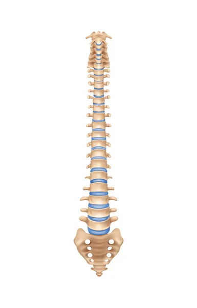 Illustrazione dell'anatomia della colonna vertebrale — Vettoriale Stock