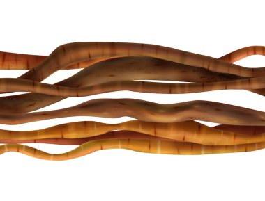 Gerçekçi Liana İllüstrasyonu