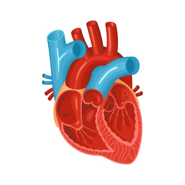 Плоское сердце