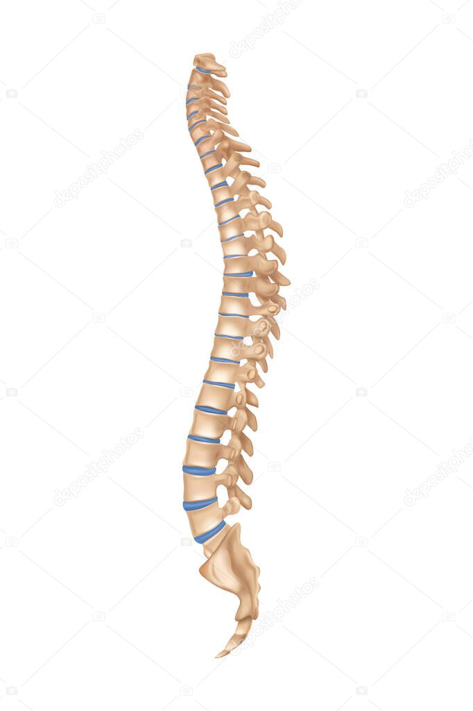 Realistic Human Spine
