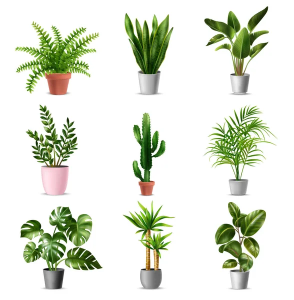 現実的な家の植物セット — ストックベクタ