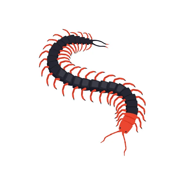 Centipede Isometrische illustratie — Stockvector