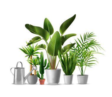 House Plants Gerçekçi İllüstrasyon