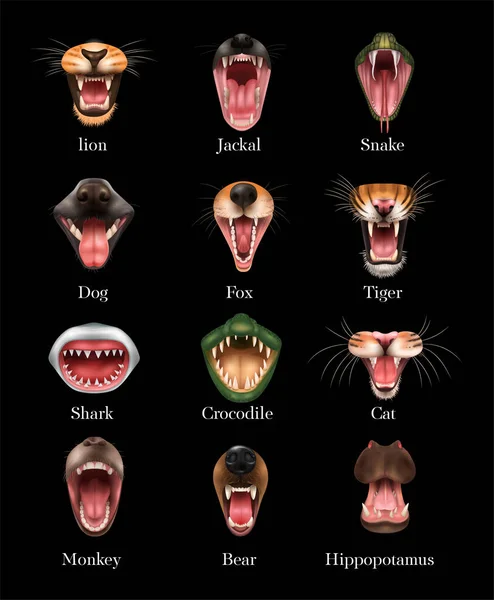 Animal Mouth Set — Stockový vektor