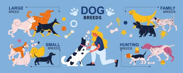 Razas de perros Infografías — Vector de stock