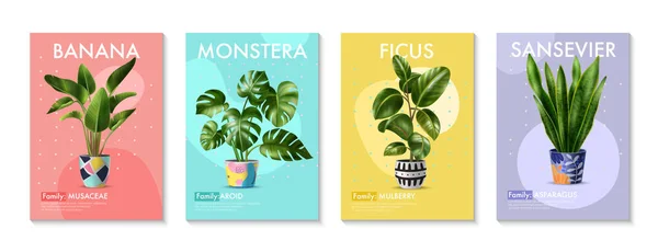 Ev Bitkileri Posterleri — Stok Vektör