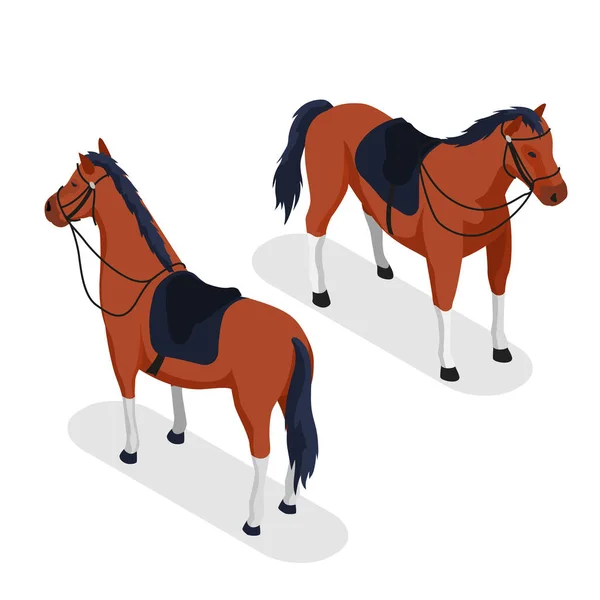 Sport Horse Concept — Stock vektor