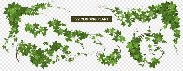 Ivy World Climbing Composition — Stock Vector